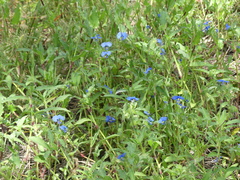 Commelina dianthifolia