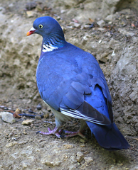 Columba palumbus