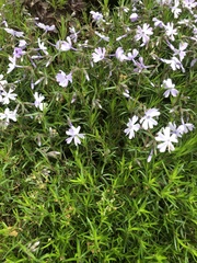Phlox subulata