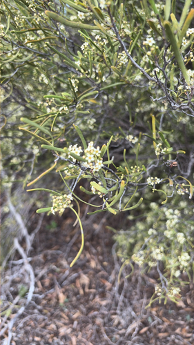 Oil Bush