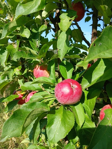 apple