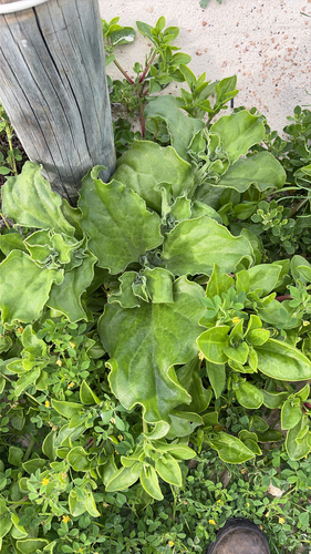 Crystalline ice plant