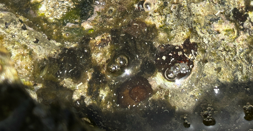 Spirocoleus, 2026-08-02