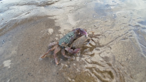 Metopograpsus quadridentatus