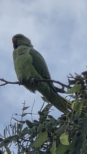 Rose-ringed Parakeet