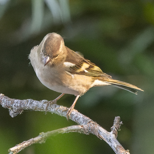 Common Chaffinch