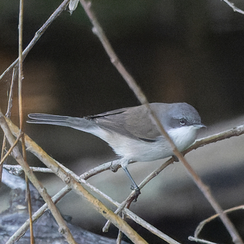 Lesser Whitethroat