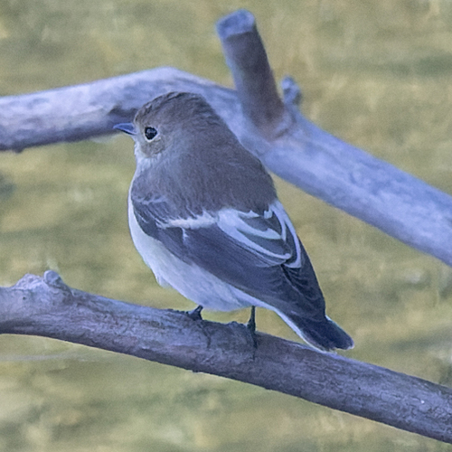 European Pied Flycatcher