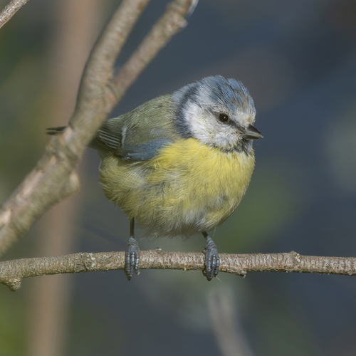 Eurasian Blue Tit