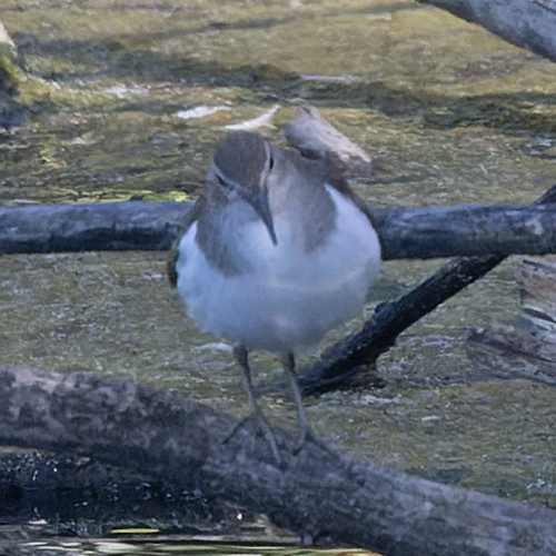 Common Sandpiper