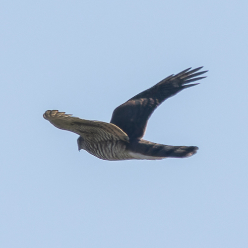 Eurasian Sparrowhawk