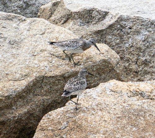 Great Knot