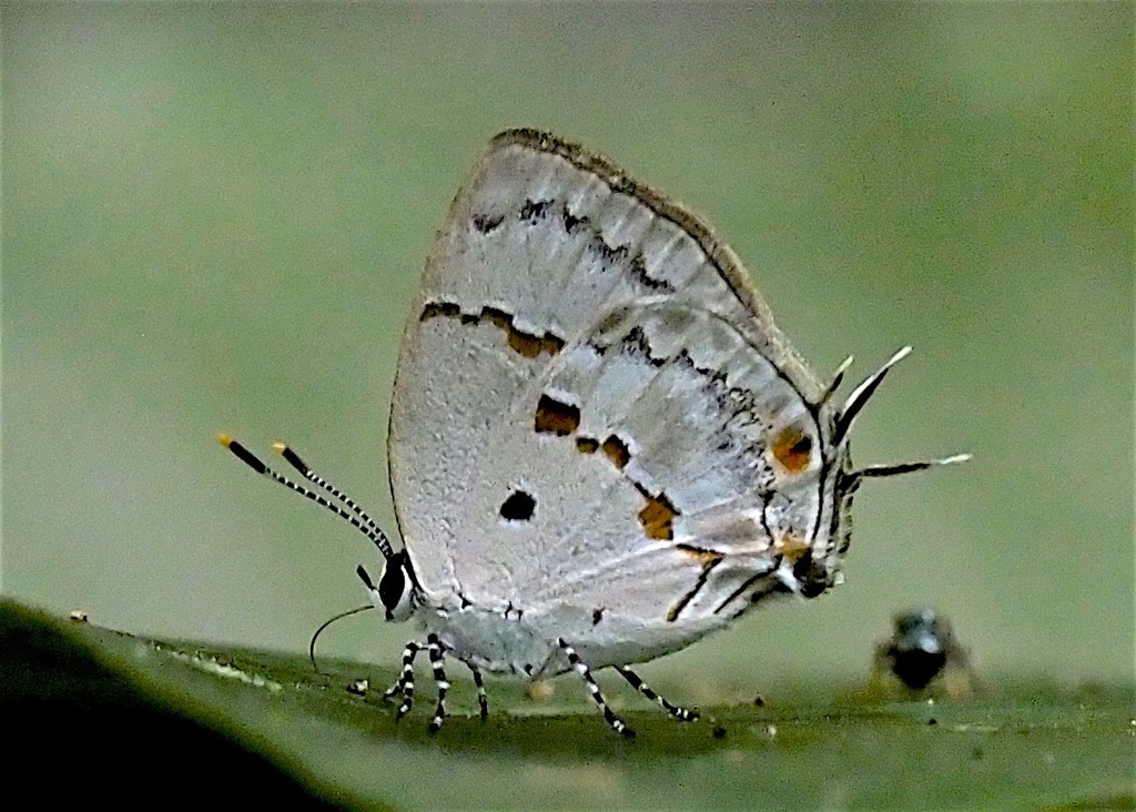 Chutes-and-ladders Hairstreak