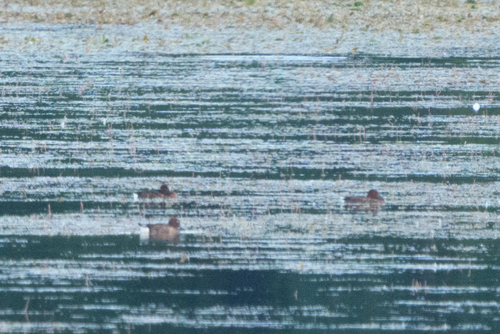 Ferruginous Duck