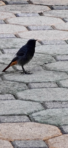 Black Redstart