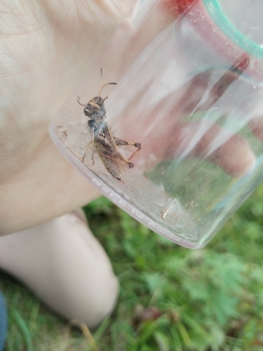 Rufous Grasshopper