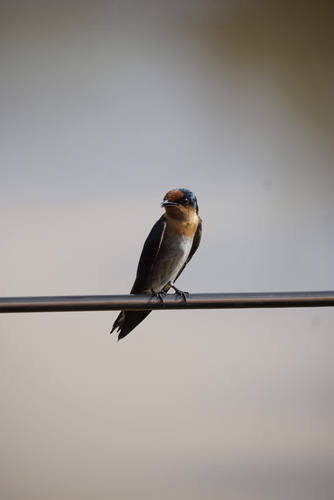 Pacific Swallow