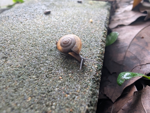Siamese Common Snail