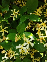 Trachelospermum jasminoides