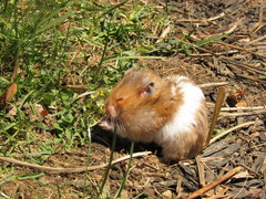 Mesocricetus auratus