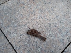 Zonotrichia albicollis