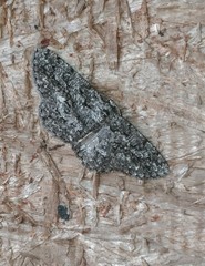 Hypomecis umbrosaria