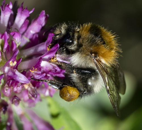 Common Carder Bumble Bee