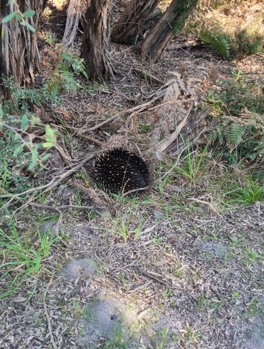 Eastern Short-beaked Echidna