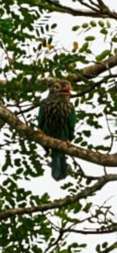 Lineated Barbet
