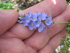 Veronica prostrata