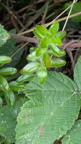Cruciata laevipes, photograph 4