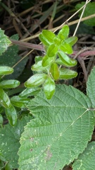 Cruciata laevipes, photograph (c) guywallbanks, some rights reserved (CC BY)