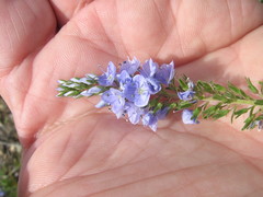 Veronica prostrata
