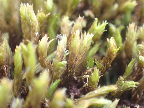 Schistidium apocarpum observed 2026-05-17
