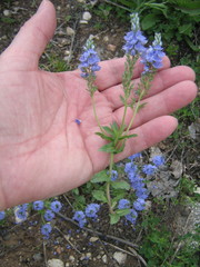 Veronica prostrata