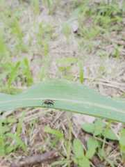 Diptera