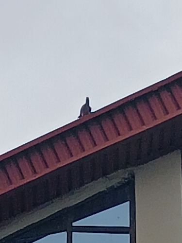 Gray Parrot