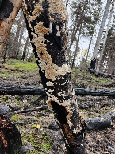 Toothed Crust