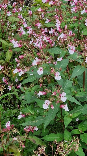 Himalayan balsam