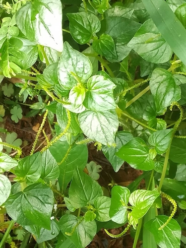 Pepper elder