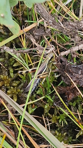 Large Marsh Grasshopper