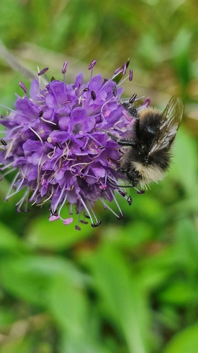 Early Bumble Bee
