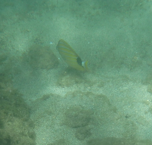 Chaetodon fremblii observed 2026-08-25