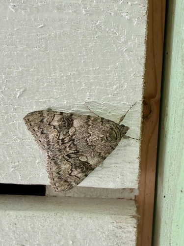 Red Underwing