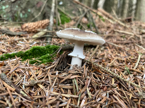 European False Blusher