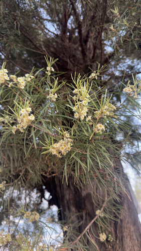 Lysicarpus angustifolius observed 2026-08-31