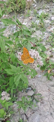 Silver-washed Fritillary