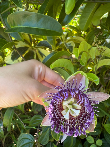 Passiflora laurifolia observed 2026-08-30