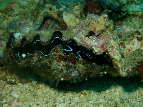 Hyotissa hyotis observed 2026-08-21