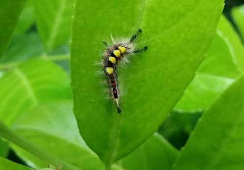 Rusty Tussock Moth